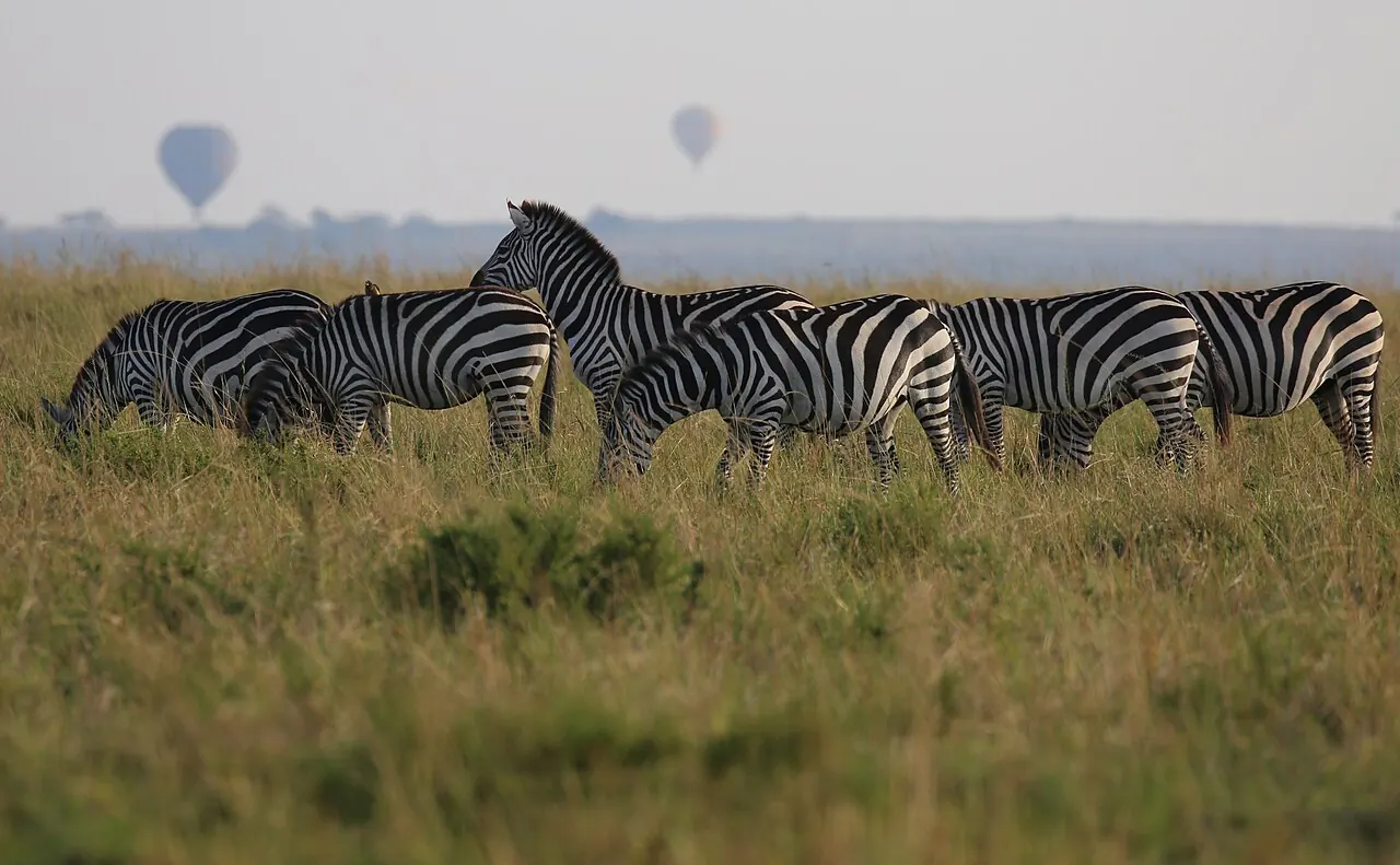 Zebras grazing as balloons fly over the Masai Mara
