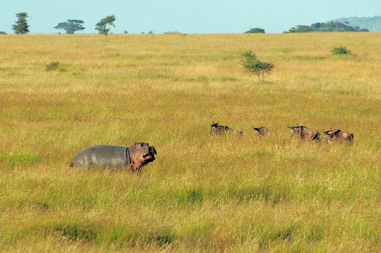 Wildebeest on the Serengeti grassland seen on a balloon safari